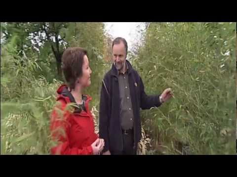 MDR Garten, Welche Bambussorte ist die richtige - www.bambuswald.de