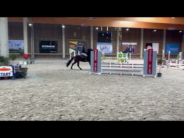 Mare Other Horse Breed For sale 2012 Bay