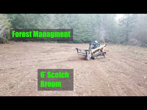 Video: Forestry Mulching 6' Scotch Broom