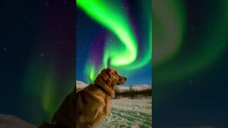#puppy Adorable Golden Retriever Under the Northern Lights—A Magical Arctic  Pup’s Arctic Dream