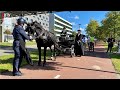 Tweehonderd jaar Diergeneeskunde: 'Dierenarts is een onmisbaar beroep' [RTV Utrecht]