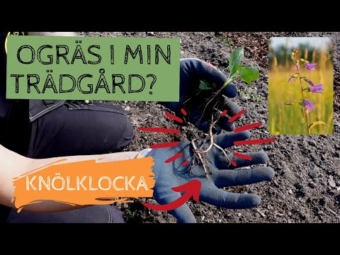 Vilka ogräs har jag i trädgården? Knölklockan är min absoluta motståndare i odlingen