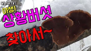 상황버섯을 찾아서~ 뽕상황 개회상황 등갈색 미로버섯 말굽버섯 잔나비걸상버섯~ 산남자 산행 약초 항암 건강 자…