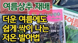 여름상추 재배-더운 여름에도 쉽게 싹이 나는 저온 발아법 #farming #gardening #garden …