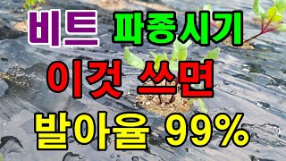 비트 심는시기, 꼭 이걸로 복토하세요.비트 재배 텃밭농사