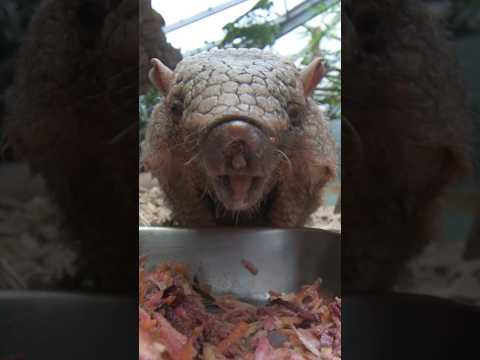 Gürteltier ist das Zootier des Jahres #Zoolotse #Zoo #Gürteltier #Artenschutz #Zoos #ZoocialMedia