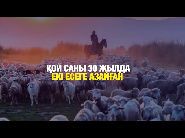Қой шаруашылығы құлдырап барады