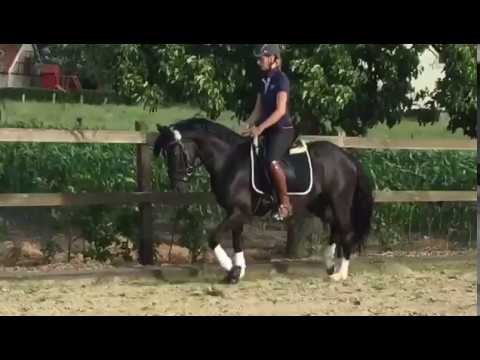 3-jähriger Rappe v. Nutrix-Hilkens Black Delight