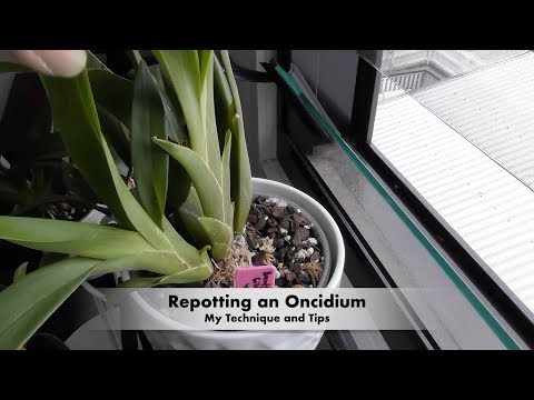 How I Repot Oncidiums