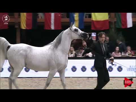 Ecaho European Show 2018 - Class 14