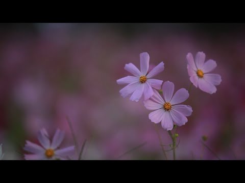Damaris, Loredana și Adelina Iacoban - Trecând prin lume, omule privește