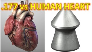 How "DEADLY ACCURATE POWERFUL" Are Modern Day Air Rifles? pt4