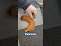 squirrel tail #shorts #shortvideo #shortsfeed #squirrel