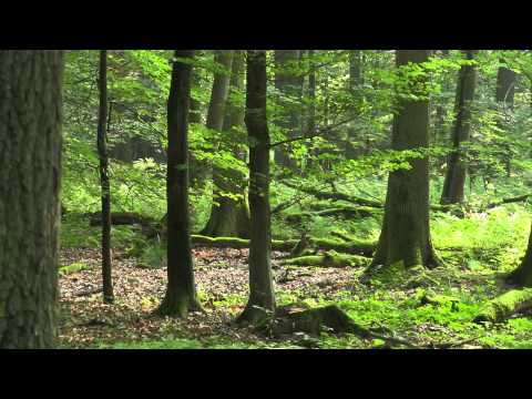 Auf Blattjagd im Hunsrück