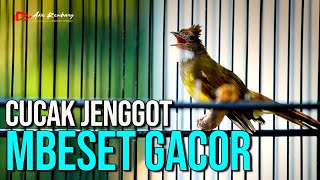 Download lagu MASTERAN CUCAK JENGGOT GACOR SUPER PEDAS... mp3