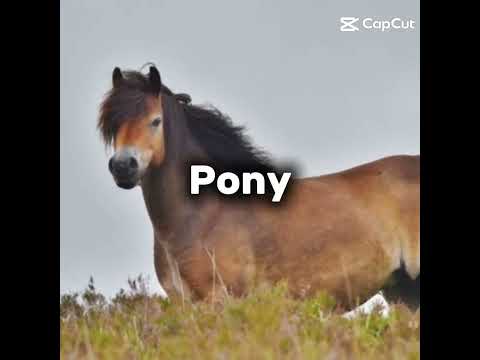 If I was a...