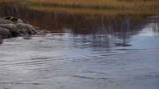 preview picture of video 'šlakių nerštas/ seatrout spawning'