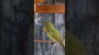 Download lagu Pleci nembak wit wit cerrr panjang cocok untuk pancingan pleci malas bunyi #shorts mp3