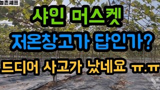 샤인머스켓 수확시기입니다~하지만 드디어 일이 벌어지네요~가격이 뚝뚝 떨어집니다 ㅠ.ㅠ #샤인머스켓재배기술 #…