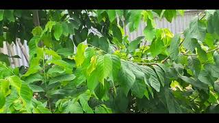 #বাড়িতে  থাকা অবস্তায় একদিনের ভিডিও শেয়ার করলাম //