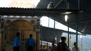 Monkeys at Jivdani Mata Temple Virar (North Mumbai)