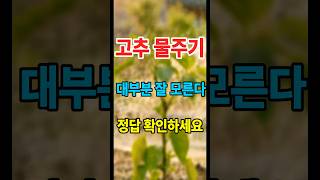 고추농사짓는 사람들도 고추 물 어떻게 주는지 잘 모르더라  #고추농사 #고추재배 #고추모종