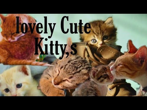 Cute 😘|| & l♥vely Kitty,s😻