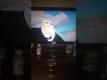 Opening To Iz And The Zizzles 2006 Dvd