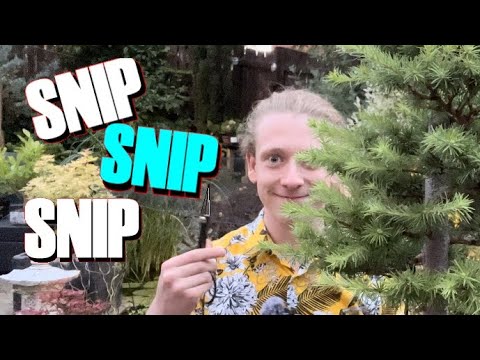 Giant Larch Bonsai, Epic Pruning: Witness the Summer Transformation!