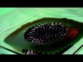 Ferrofluid and a Giant Neodymium Magnet
