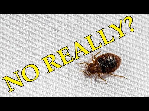 Bed Bugs - No Nonsense Elimination #bedbugs #solution