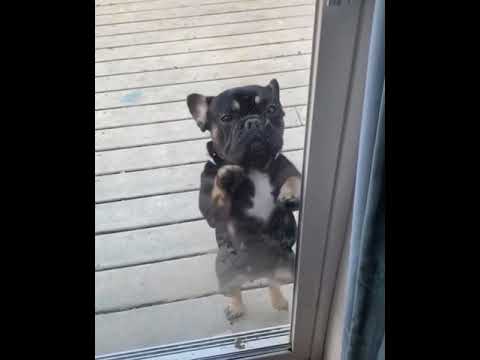 French Bulldog Dancing to Post Malone