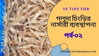 গলদা চিংড়ির নার্সারী ব্যবস্থাপনা। পর্ব-০২