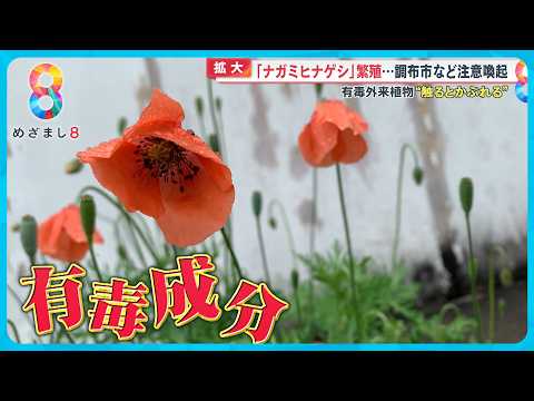 黄色いケシ 植物