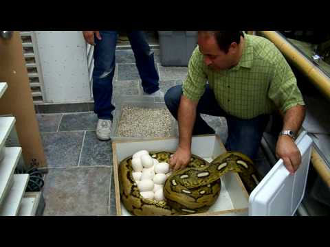 YouTube Video JLanQKCQvr4