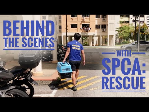Behind The Scenes with SPCA: ANIMAL RESCUE