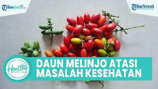 Atasi Masalah Pencernaan saat Bulan Puasa dengan Konsumsi Daun Melinjo, Termasuk Cegah Anemia
