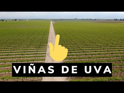 , title : 'Viñas de uva | para caundo se pisca uvas?'