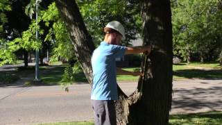 Best Practices - Measuring DBH