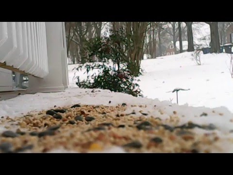 2016 Winter Storm-Cardinals and Finches