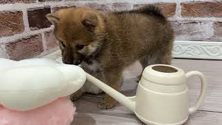 柴犬の動画01