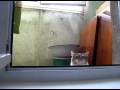 THX Sneaky Cat