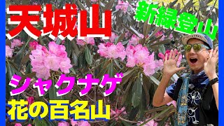 Spectacular views of fresh greenery on Mount Amagi | Head to the ridgeline where rhododendrons bl...