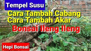 Download lagu Cara Bikin Cabang Dan Akar Tambahan Bonsai Ileng Ileng mp3