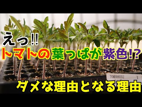 園芸 インディアンの羽、ミナの葉