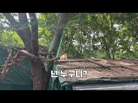 단체로 가출한 고양이들과 무단 입주를 노리는 고양이