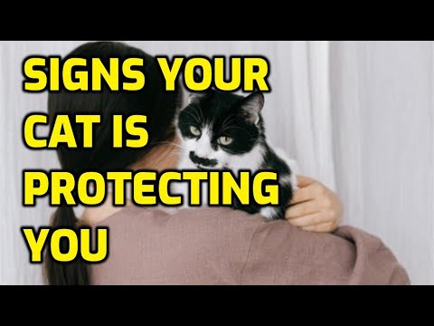 Can Cats Be Protective Of Their Owners? - YouTube