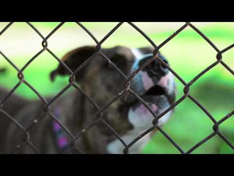 TheRealBoogie- Stay Dangerous  Prod. ABWitDaKeys (OFFICIAL MUSIC VIDEO) 🎬: @leveledupvisuals