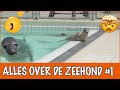Slaapt de zeehond echt onder water? | DierenpraatTV