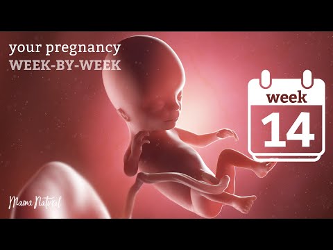 14 Weeks Pregnant - Natural Pregnancy Week-By-Week